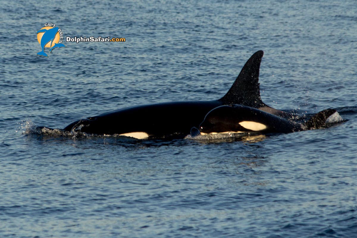 Orca sighting, Dana Point Craig DeWitt/DolphinSafari.com