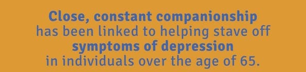 companionship is important for health of seniors and elderly