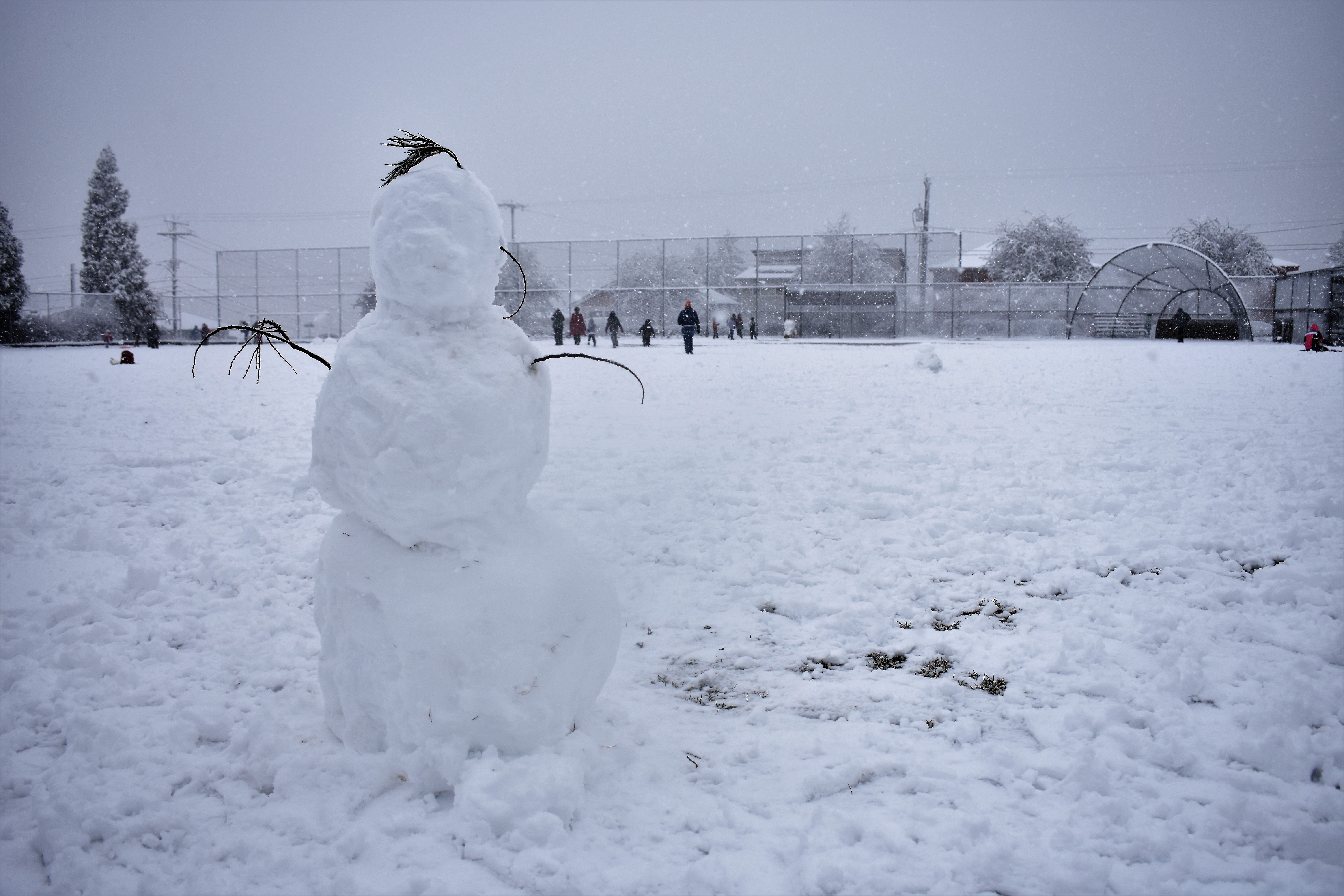 Photos of Puget Sound Snowstorm: Adults, Kids, Pets Play In Snow ...