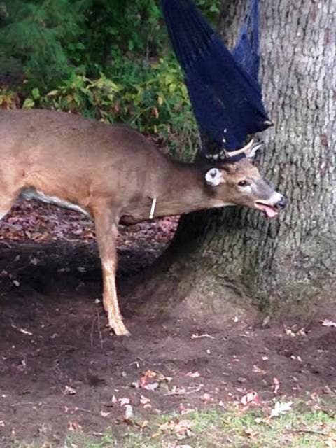 Deer Tranquilized After Antlers Get Tangled in Hammock | La Grange, IL ...