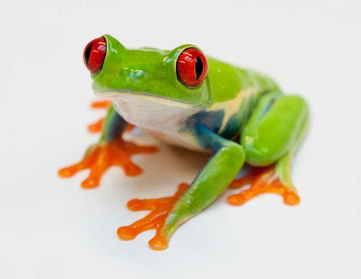 Detroit Zoo National Amphibian Conservation Center