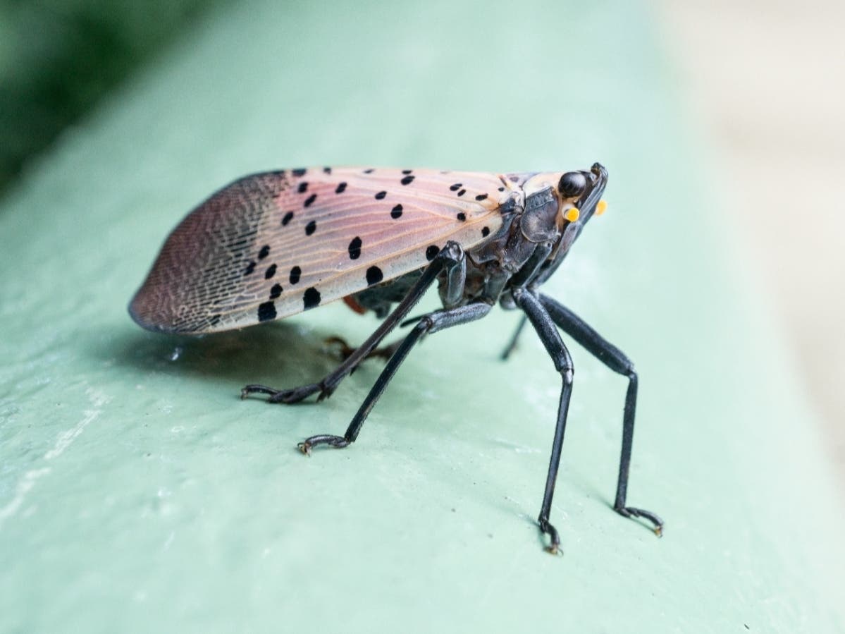 UConn Extension On The Spotted Lanternfly: "An Invasion Of An invasive Insect"