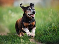 Cumberland's Hotel For Homeless Dogs In Dire Need Of Emergency Fosters