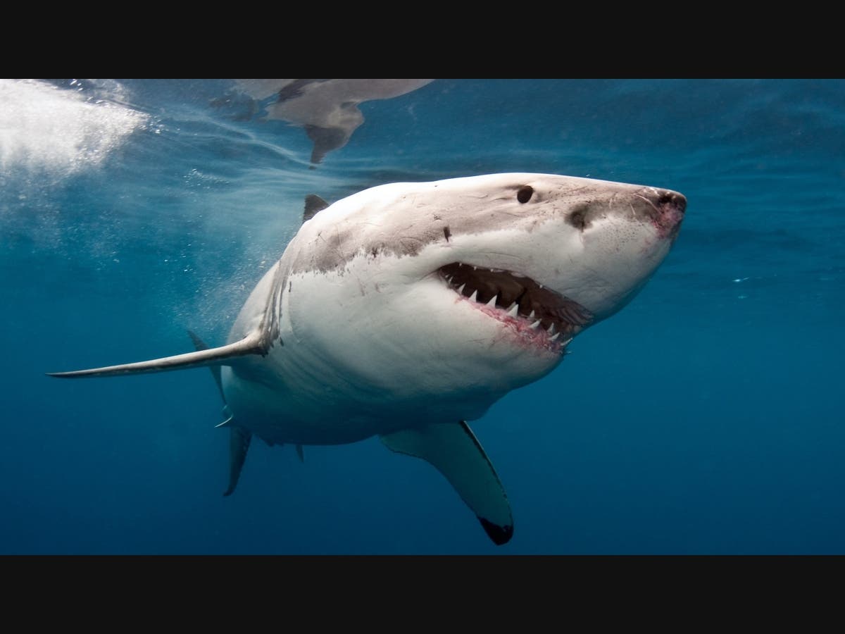 Giant Great White Shark Caught On Video Chomping Dead Whale Off Rhode Island