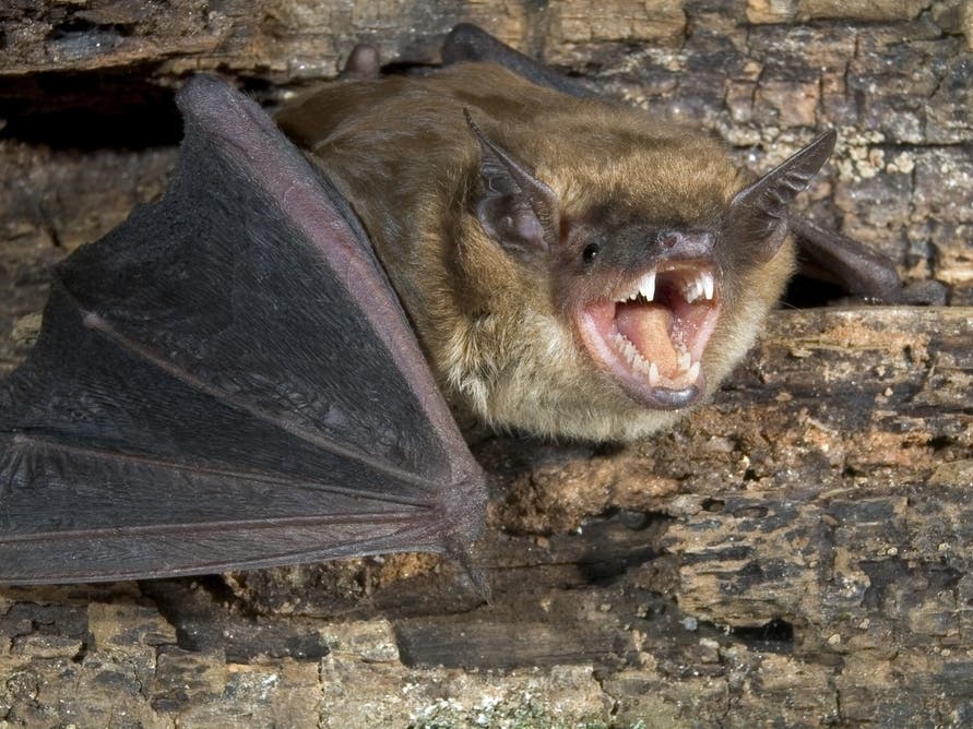 'Potentially Rabid Bat' Spotted At Roger Williams Park Zoo: Health Department