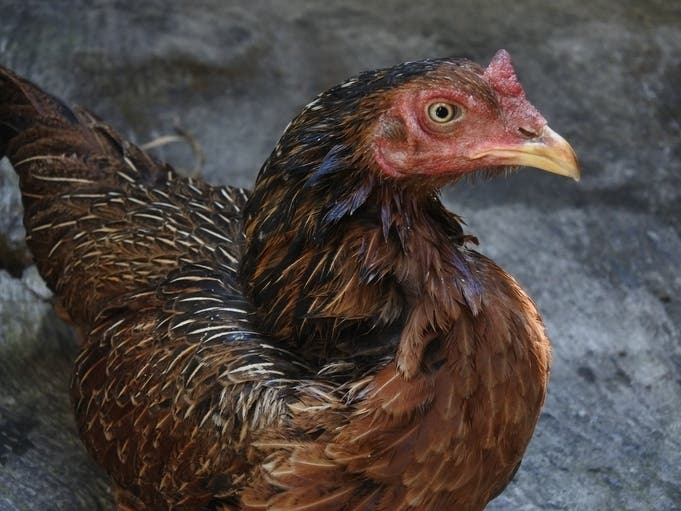 Pottstown's Chicken Lady Speaks Out Across Pennsylvania, PA Patch