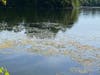 A 2020 aquatic plant survey of the 99-acre lake found the same four invasive plant species it had previously detected in 2004, 2010, and 2015: fanwort, eurasian watermilfoil, variable-leaf watermilfoil, and curlyleaf pondweed.
