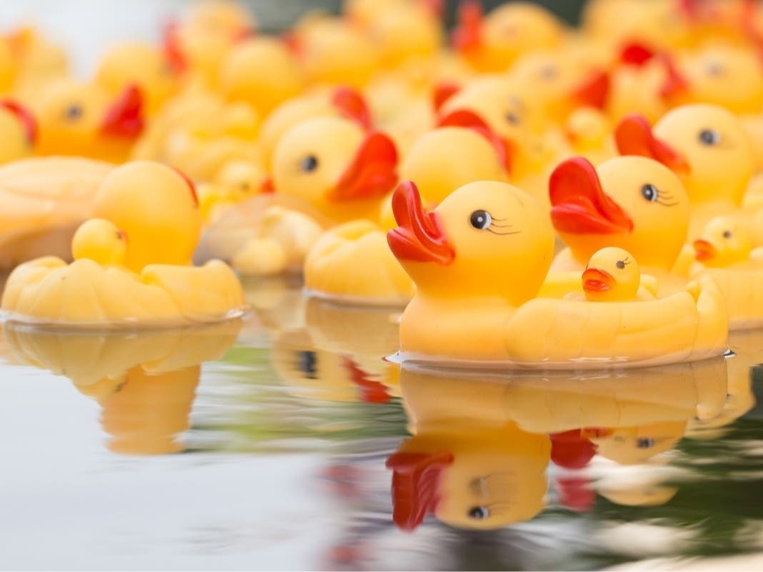 Westport Sunrise Rotary's Great Duck Race Returns This Weekend