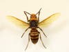 UC Davis experts have much to say about the Asian, or Japanese, giant hornet (Vespa mandarinia), including that it has been mislabeled recently as "the murder hornet."