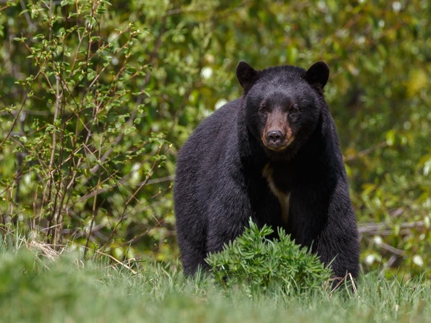 Black Bear Spotted In Meriden