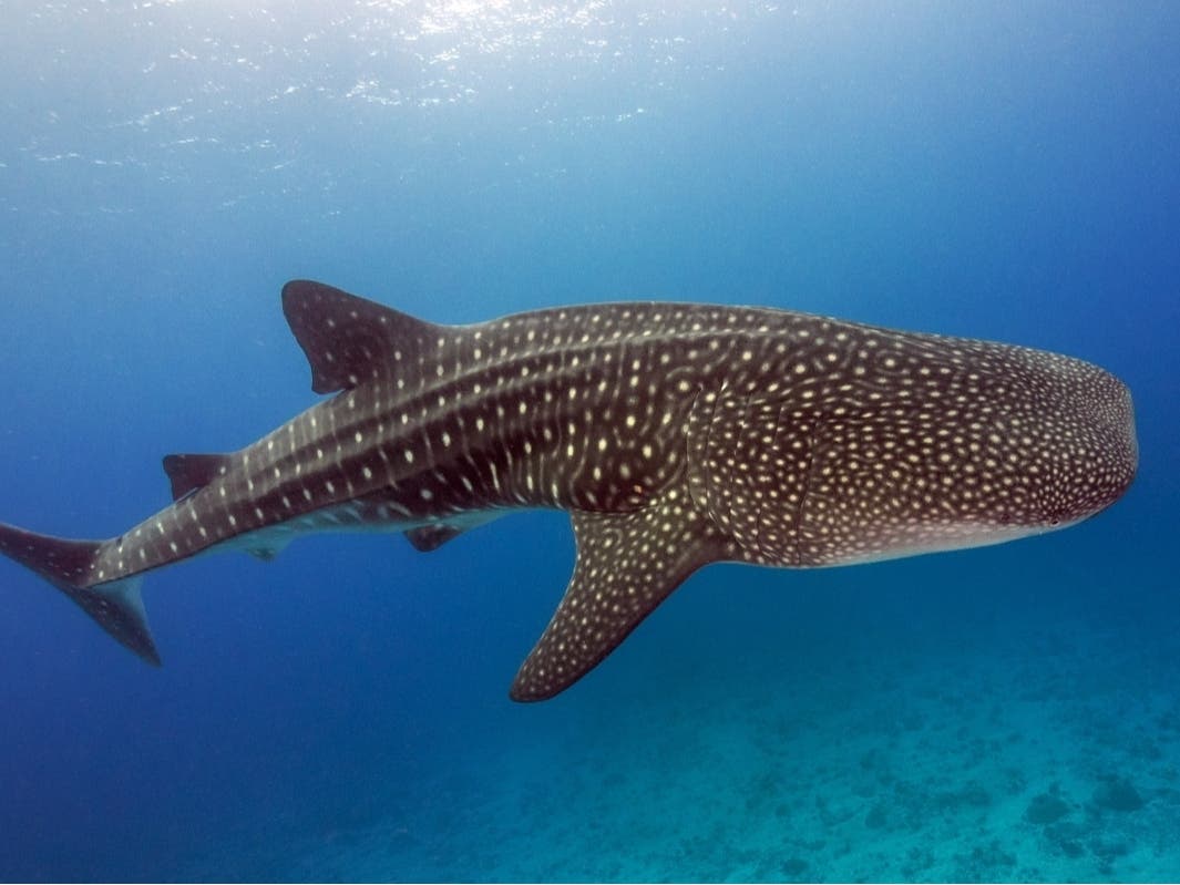 Massive Rare Shark Circles Fishing Boat Off NJ Coast