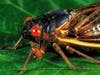 In Atlantic City, cicadas are emerging up to eight days earlier in 2020 as compared to 1970. And in Newark, they’re emerging up to 15 days earlier, a study says.