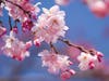 The Essex County Cherry Blossom Festival is returning for 2022 after a two-year break because of the coronavirus pandemic. It will take place in Branch Brook Park, which is located in Newark and Belleville.