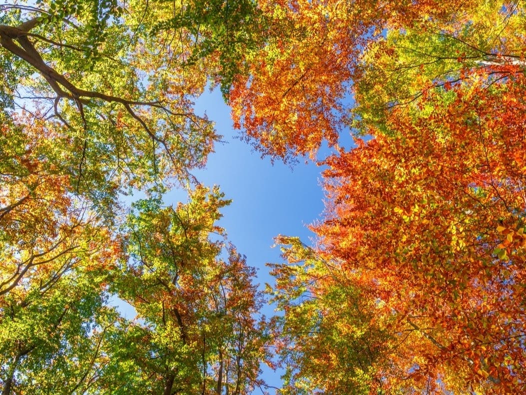 Plan To Clear Forest, Build Apartments In West Orange Scheduled For Hearing