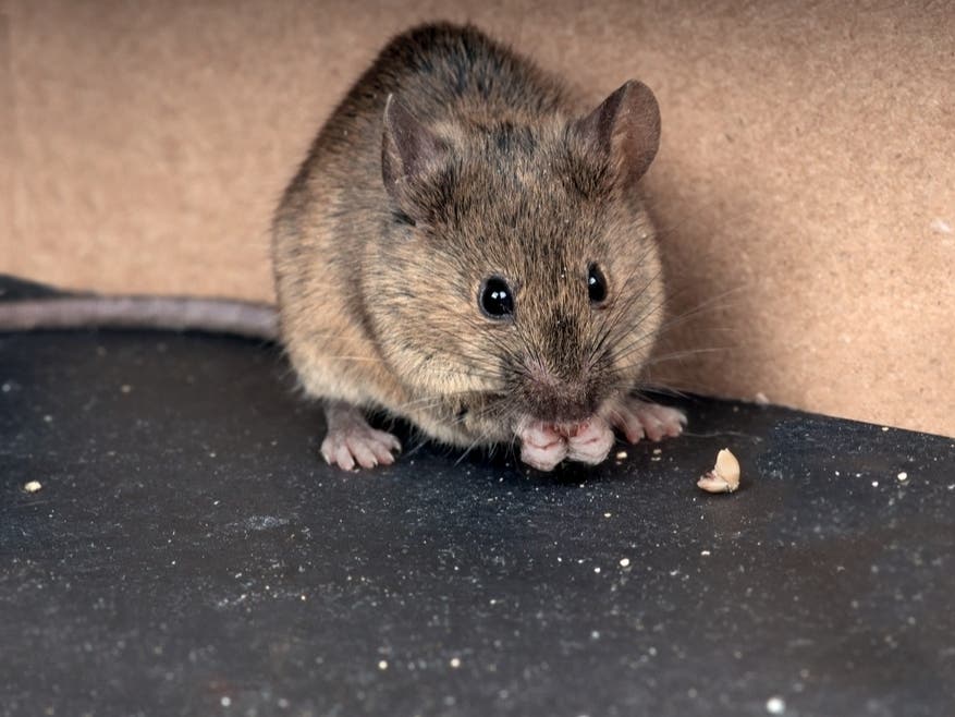 Bloomfield Cracks Down On Rodent Activity: Here’s What Is Being Done