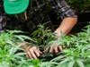 On two different dates in February, Harmony will be holding a job fair. They say they are looking to hire for positions as a cashier, front desk, something called a "bud tech" (marijuana grower) and quality control.