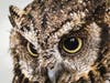 Learn about New Jersey-native owls, Groundhog Day (and look for groundhogs) and maple sugaring.