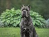 A Cane Corso, or Italian bull mastiff.
