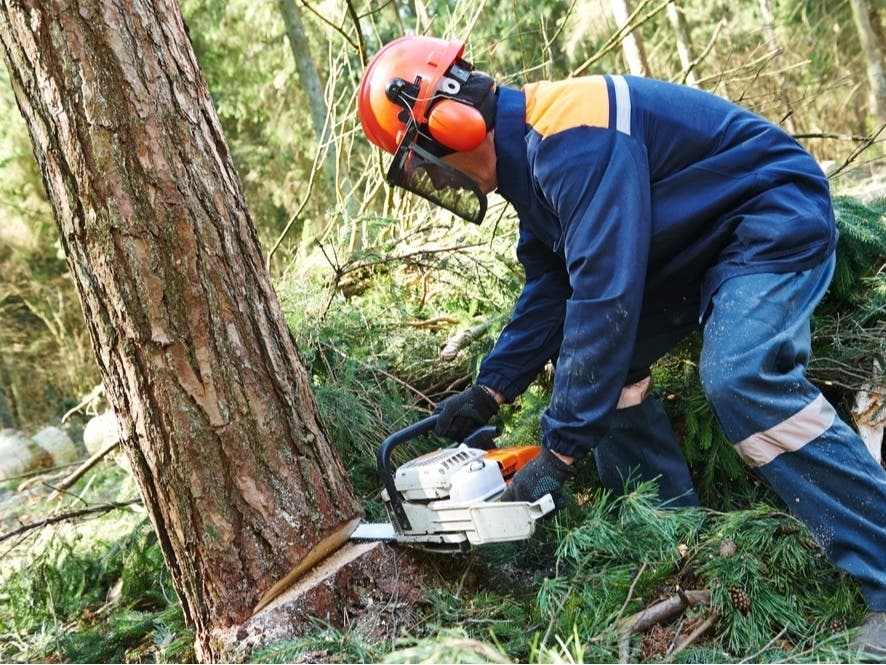New Tree Ordinance Imposes More Rules For Bernards Township Residents | Basking Ridge, NJ Patch