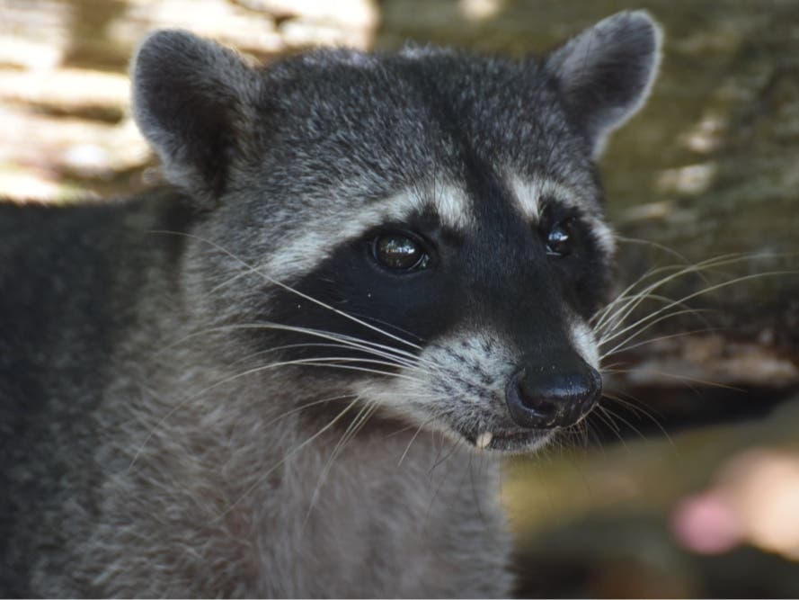 Raccoon Tests Positive For Rabies After Dogs' Exposure In Somerset County