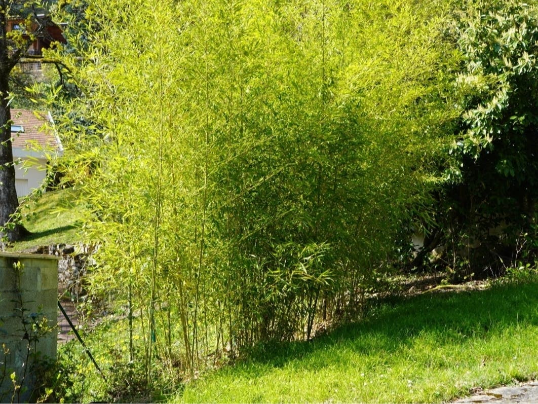 'Invasive' Bamboo In Bridgewater Prompts Council To Explore New Rules