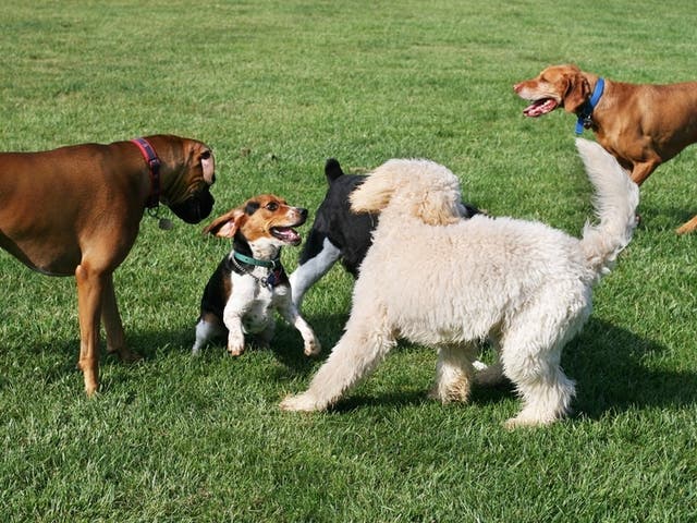 Framingham Dog Park Effort Awarded 23K Grant Framingham MA Patch