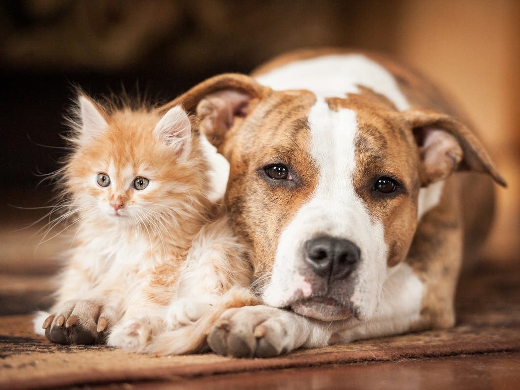 Animal Rescue To Stay As Alsip Nursery Shifts Pet Offerings