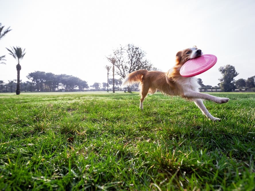 Downers Grove Park District Offers Dog Daze, Flannel Fest, Rare Bees Event In September
