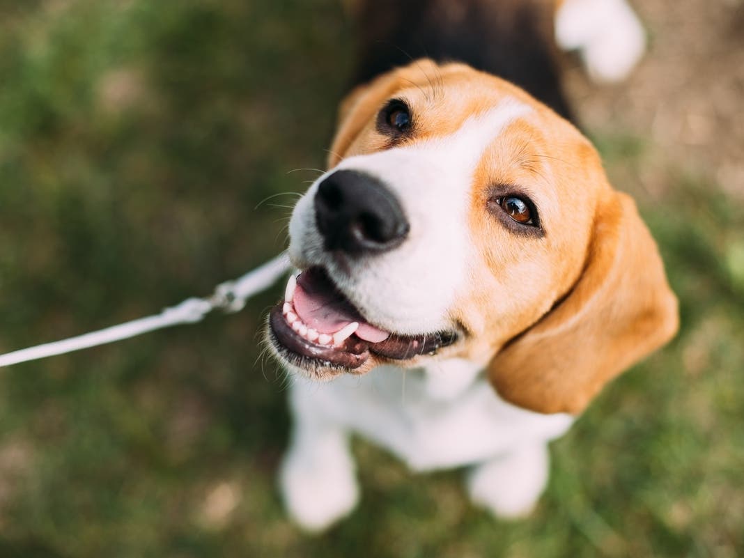5K Race, Pet Costume Contest, Wiernermobile, More Planned For WSHS Barkapalooza Rescue Fest