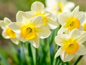 Ledyard Beautification Committee Approves Spending For Daffodil Planting Day