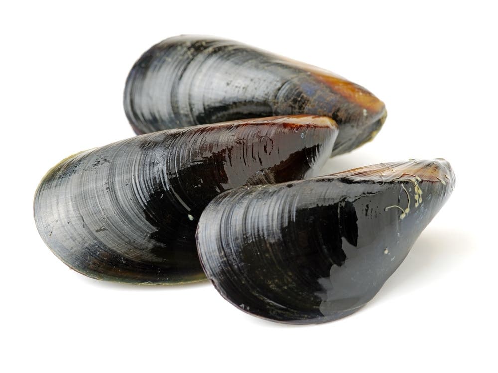 Jordan Cove Shellfishing Area Closed After Sewage Spill; Waterford Commission Plans Reopening