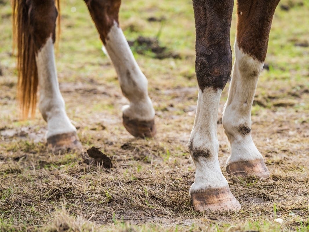5 Horses Found Starving In Camden Co.; Owner Charged Prosecutor