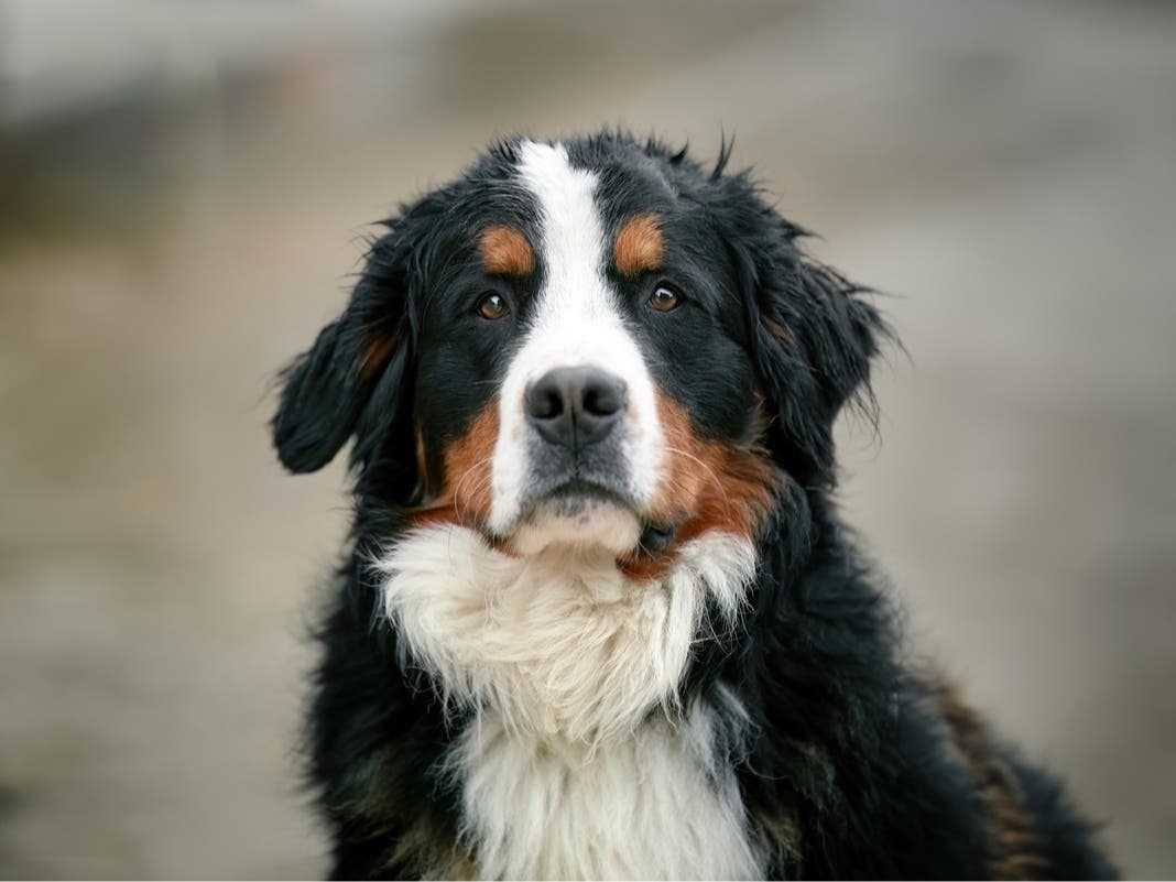 One Of The Region's Only Eye Care Centers For Pets Has Opened In Newtown Square