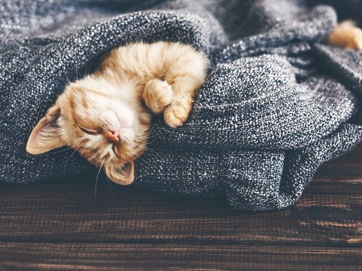 County Shelter Has Plenty Of Cats, Kittens Ready For New Homes