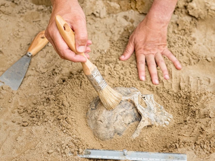Dinosaur Fossils Found In Prince George's County - Vimarsana News