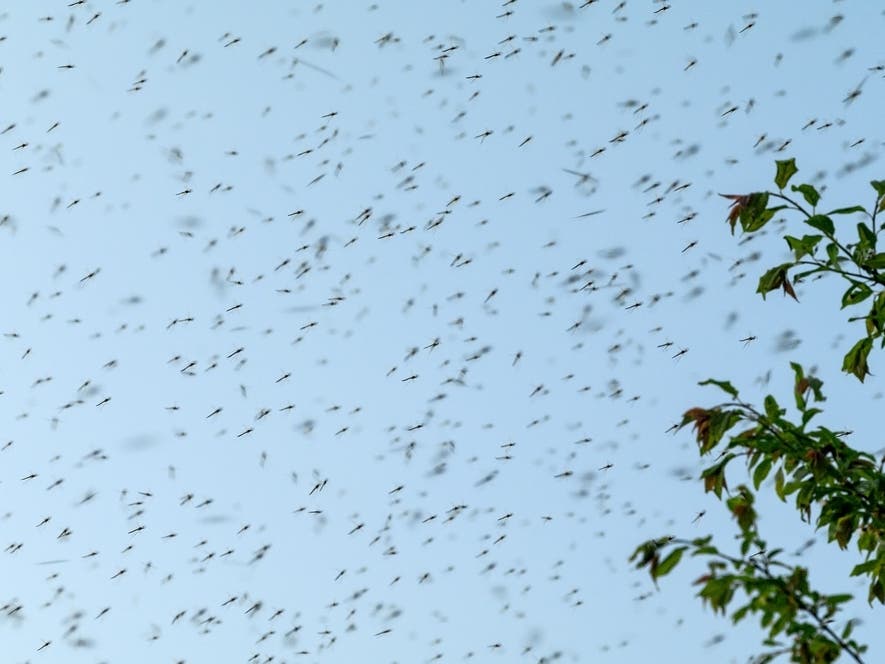 Mosquito Control Treatments Planned In San Gabriel Valley