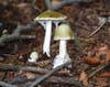 The Amanita phalloides, or death cap mushroom.