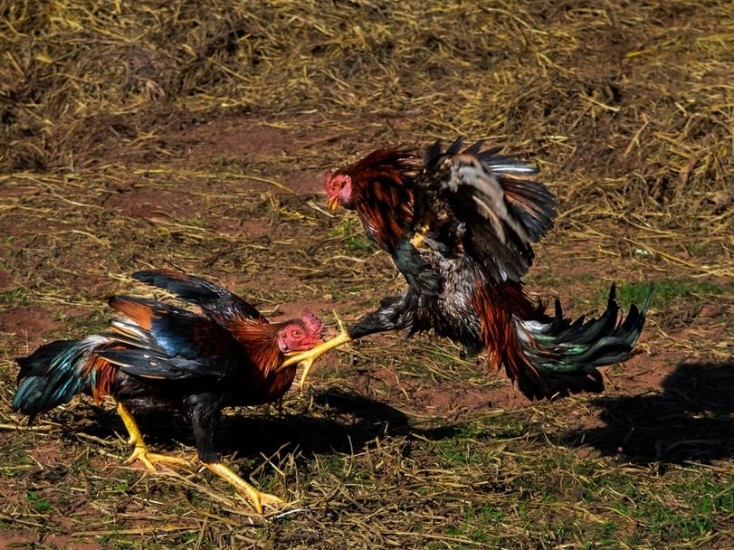 127 Birds Seized In VA Cockfighting Investigation