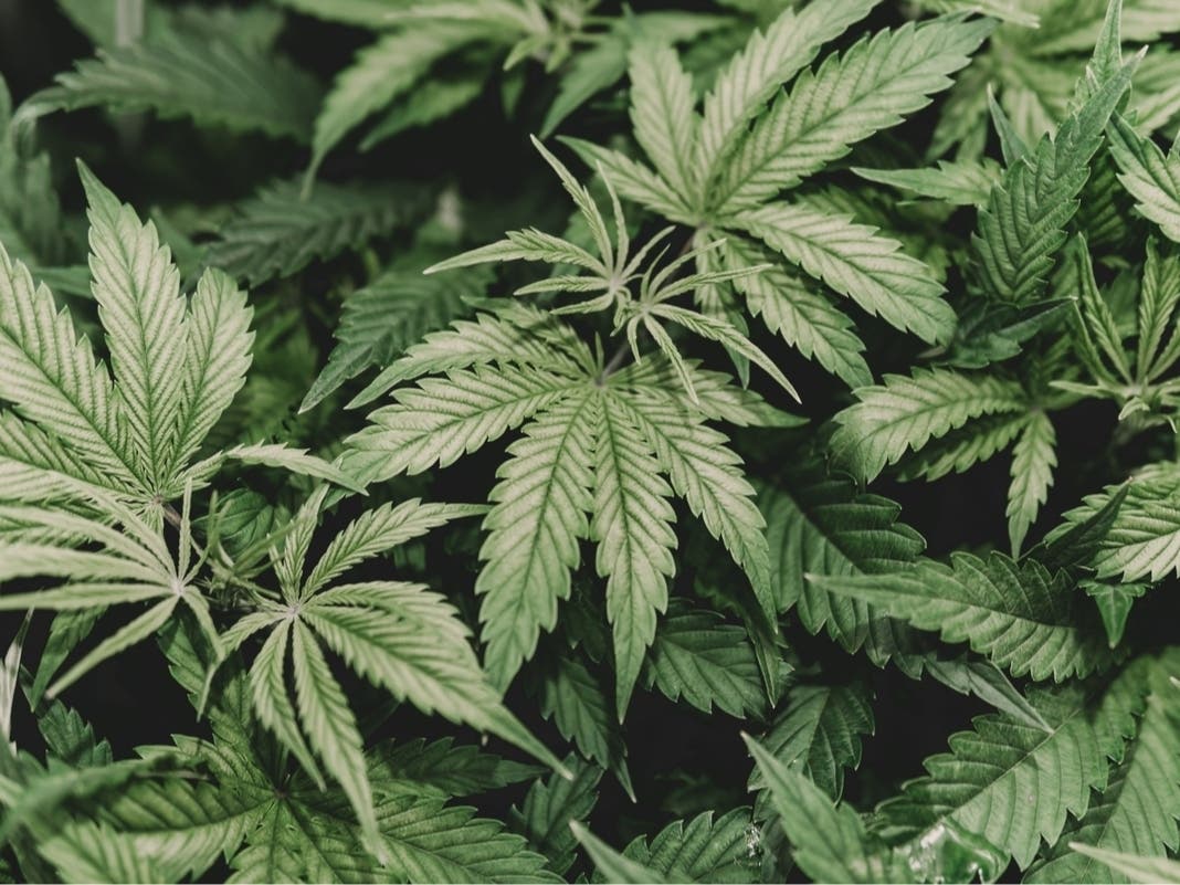 Hemp Laws + Literary Ice Cream Shop + Multiple Data Center Plans: VA Business