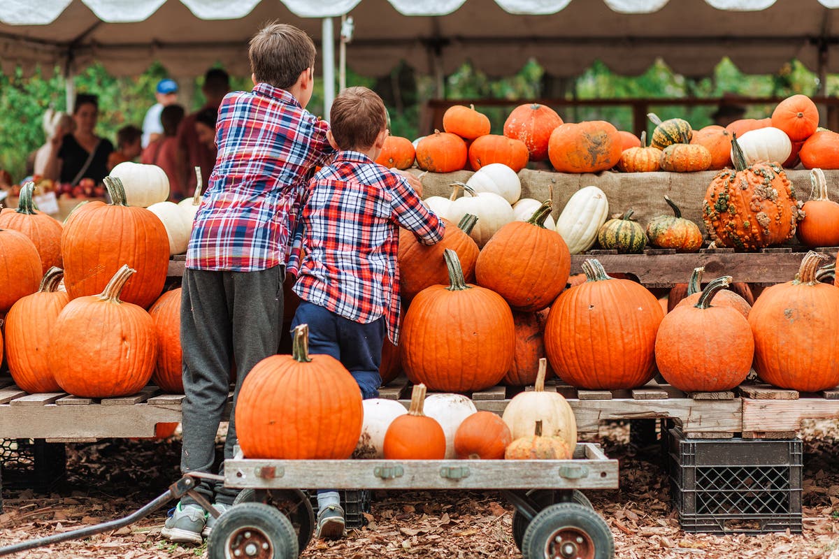Cox Farms Fall Festival