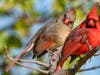 A pair of Northern cardinals.