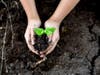 Bare root tree seedlings, as tall as 2 feet, will be given away at 5 Essex County locations Friday to Saturday.