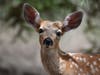 Deer Residents: The township of Livingston says residents should "coexist" with wildlife, not call animal control if a baby fawn is on their lawn.