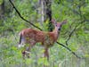 'Deer' residents: The township of Livingston says residents should "coexist" with wildlife, not call animal control if a baby fawn is on their lawn.