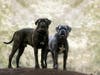 Cane corso dogs (Italian mastiffs)