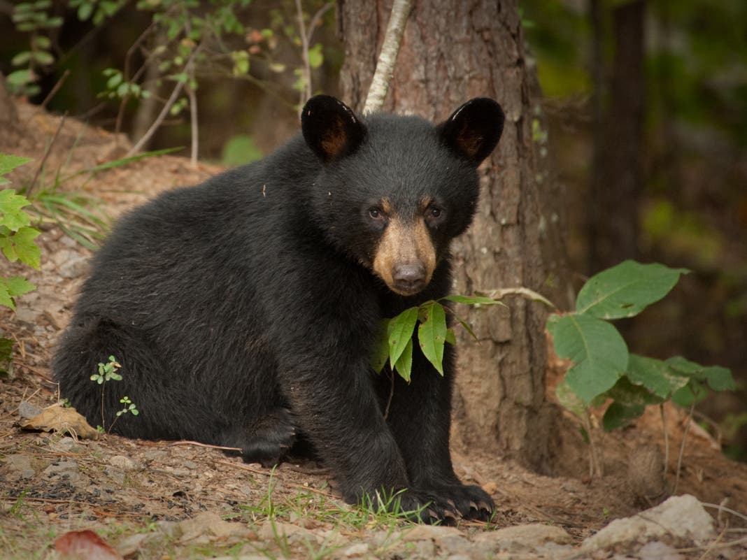 Stay Inside Due To Bear Sighting, Hillsdale Police Warn Residents