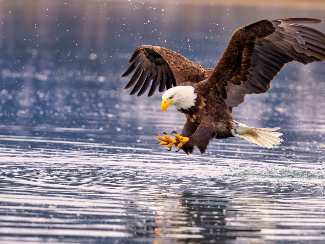 Danville Students Honored By PETA For Bald Eagle Conservation Efforts