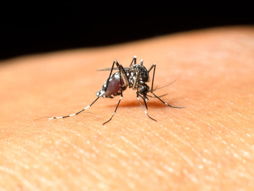 First West Nile Virus-Positive Mosquitoes Found In Riverwoods