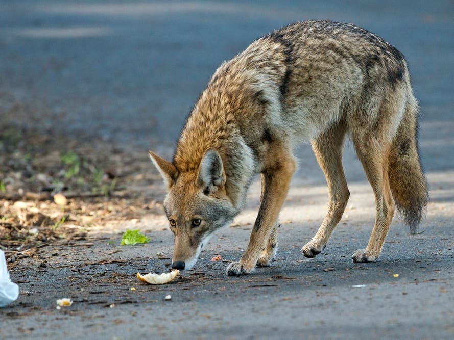 More Coyotes This Fall? Schaumburg Offers Tips To Protect Pets
