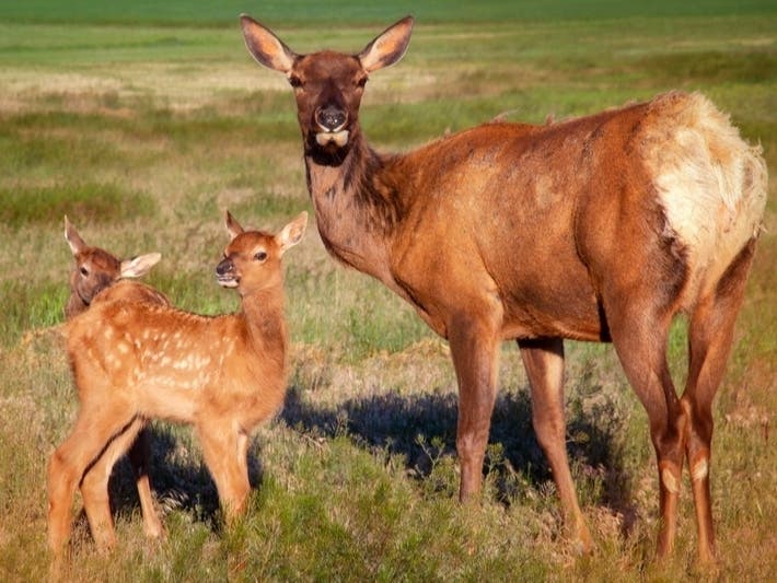 PA Antlerless Deer License Limit Is 6, Applications Begin Soon